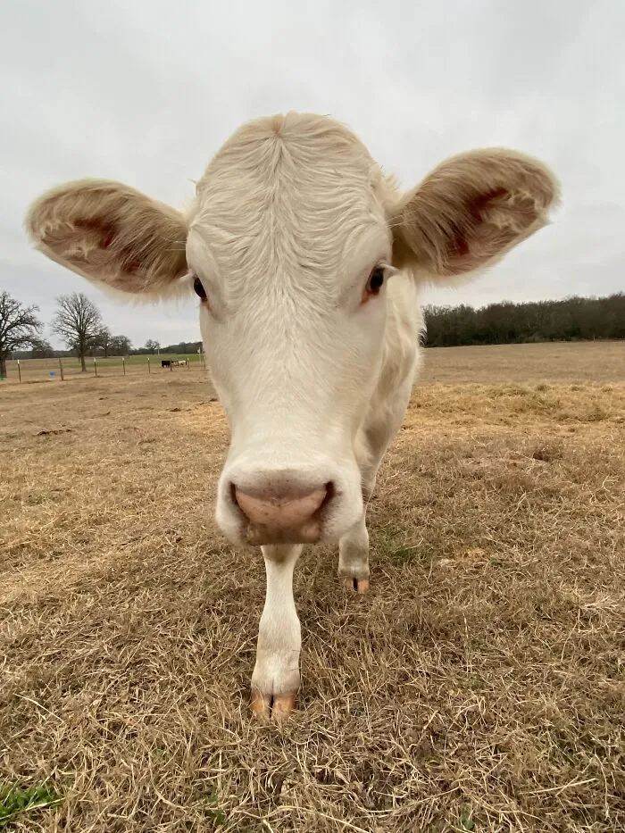 Meet May