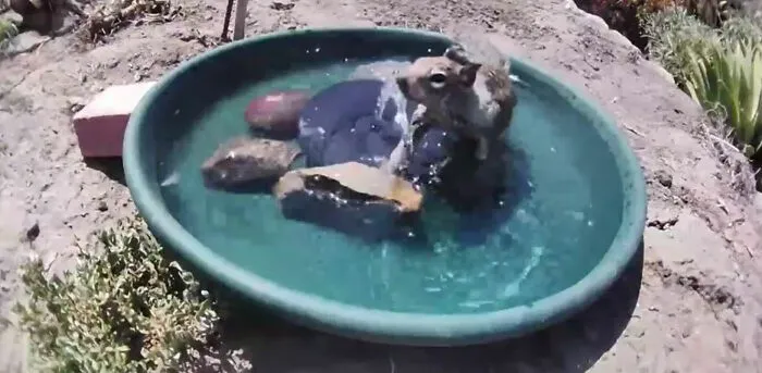 Esta mujer puso una fuente de agua con una cámara en su jardín, y aquí tienes 30 fotos de quienes la visitan regularmente