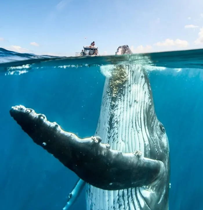 Perspective Size Of The Humpback Whale