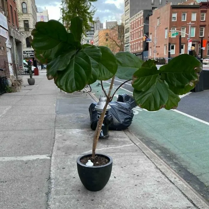 Hermoso higo de hoja de violín que necesita algo de cuidado. 2ª Avenida entre las calles 3ª y 4ª fuera del salón de manicura