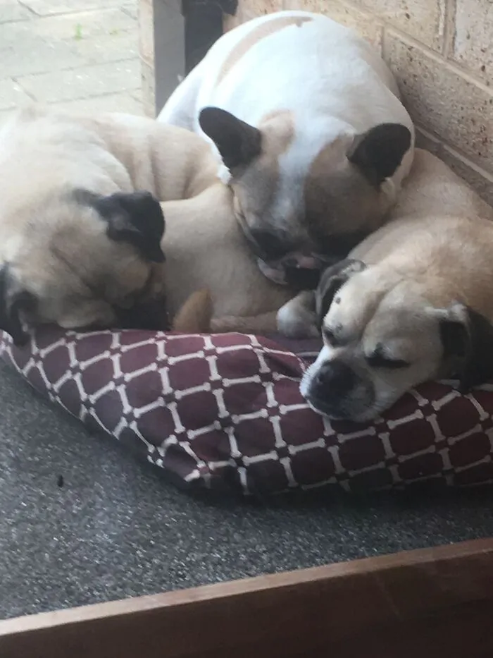 Ollie, Charlie And Coco!