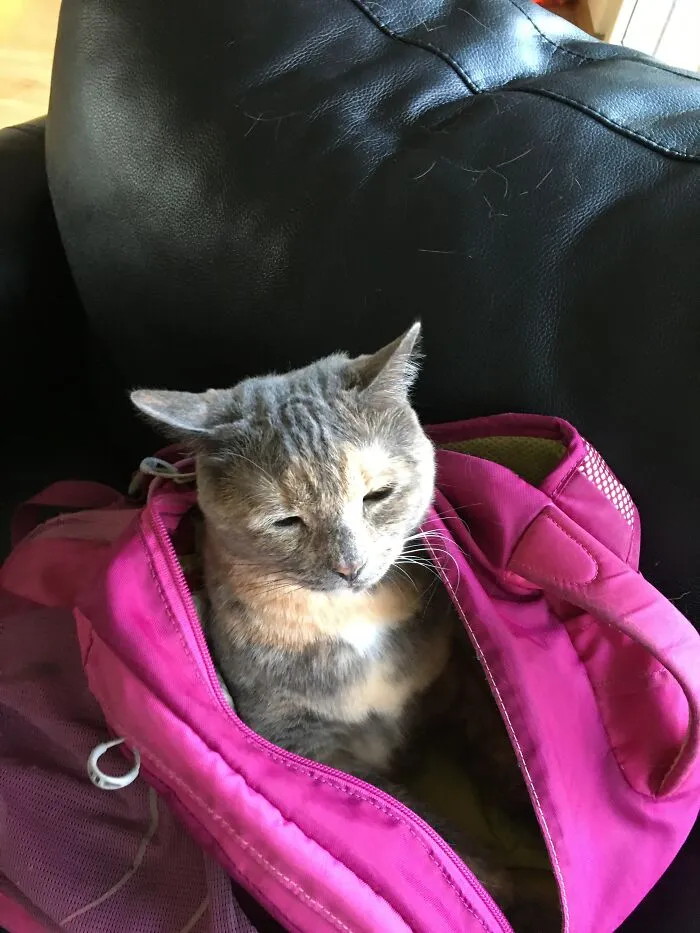 Poppy The Cat In A Backpack