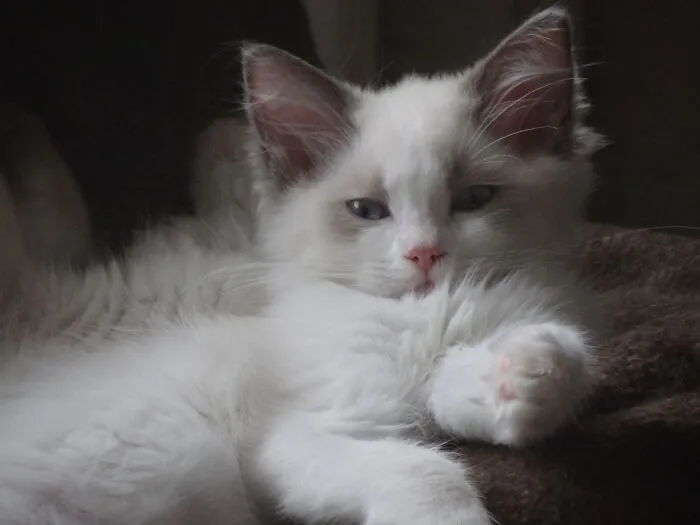 Izzy Kitten