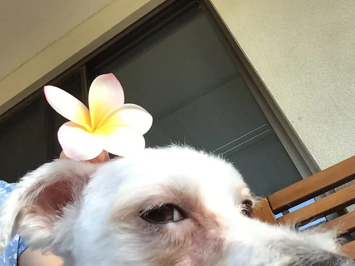 Imi!