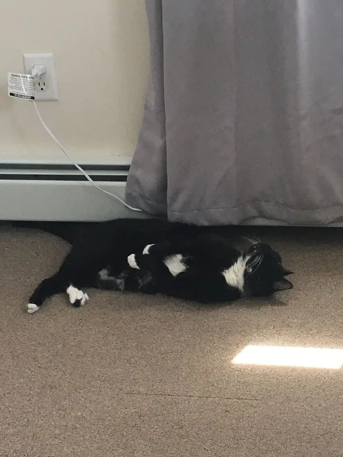 My Cat, Sweetie