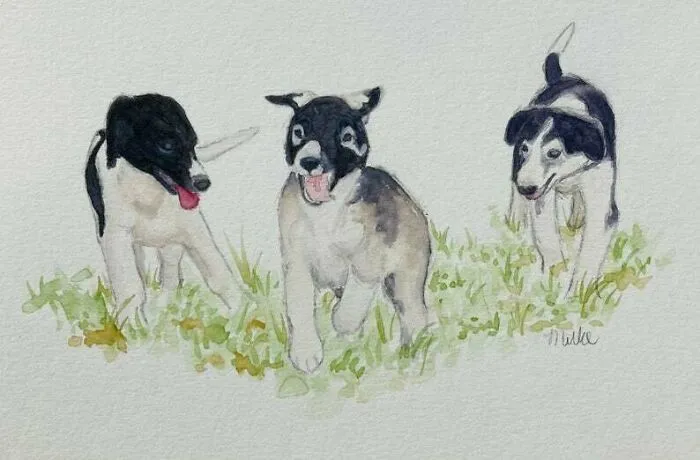 Borzoi Puppies