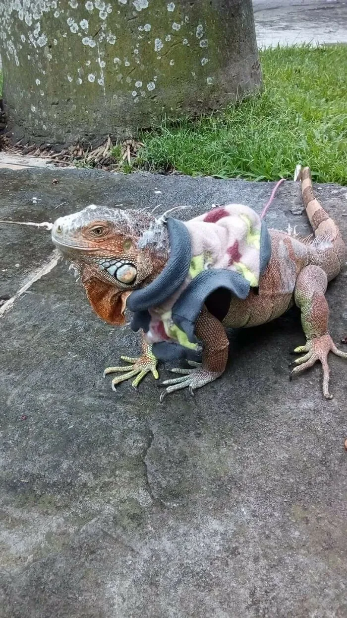 Sade, My Green Iguana On A Cold Day