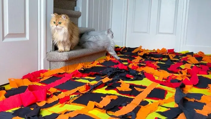 I Played Floor Is Lava With My Cat And My Friends Kitty!!