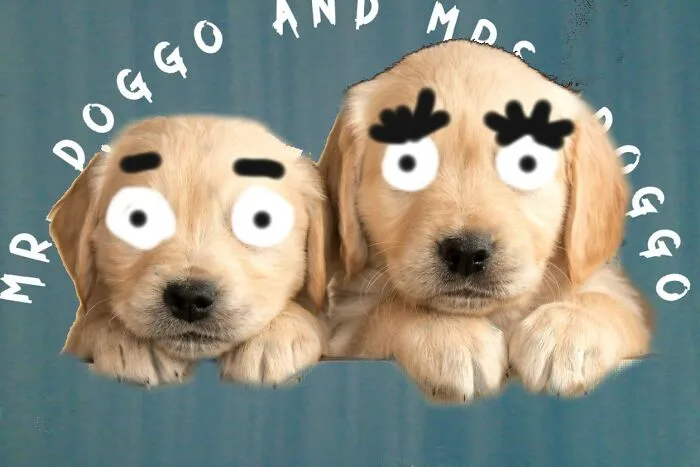 The Soppy Wedding Of Mr. And Mrs. Doggo