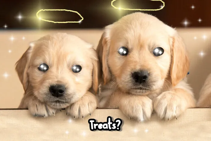 Who Could Say No To That Face?