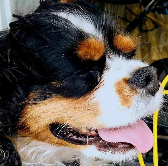 (This Is My Dog)