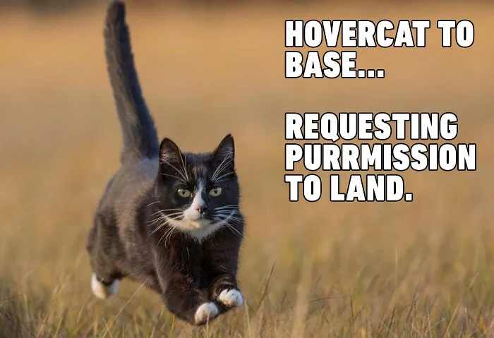 Cat Returning To Base