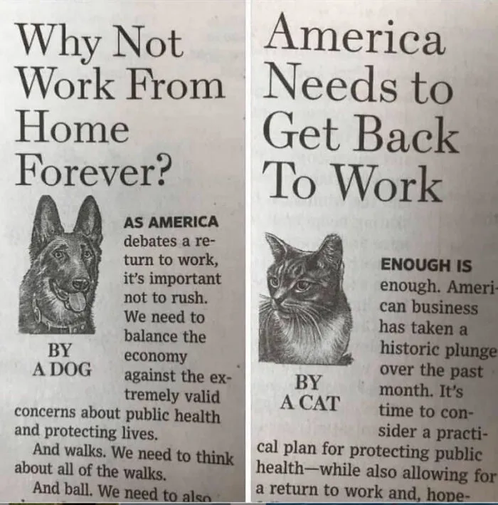 Pov: Your Dog And Cat Both Go To Newspaper Editor And Submit 2 Different Articles!