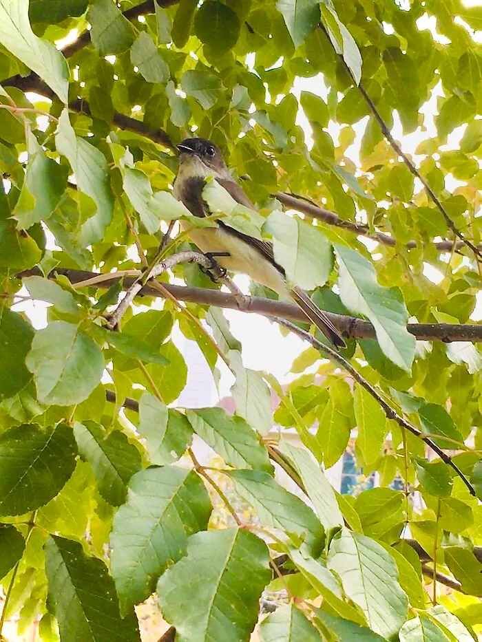 A Little Grey Bird