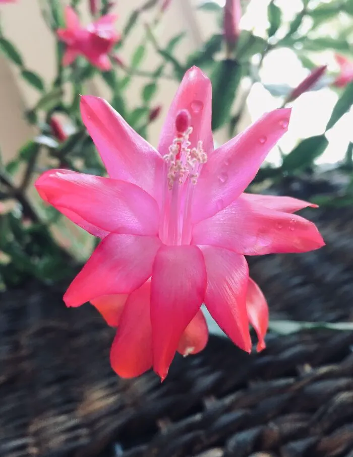 One Of My Best; A Christmas Cacti Bloom