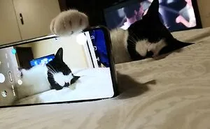 “Feeling Cute, Might Delete Later”: Animal Owners Of The Panda Community Shared Their 40 Pet Photos That Look Like Selfies