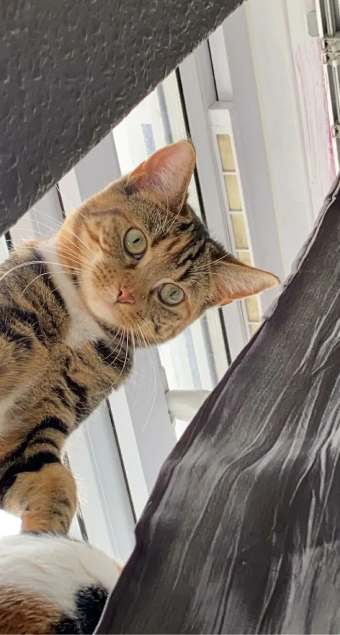My Friend's Cat Is Mentally Broken