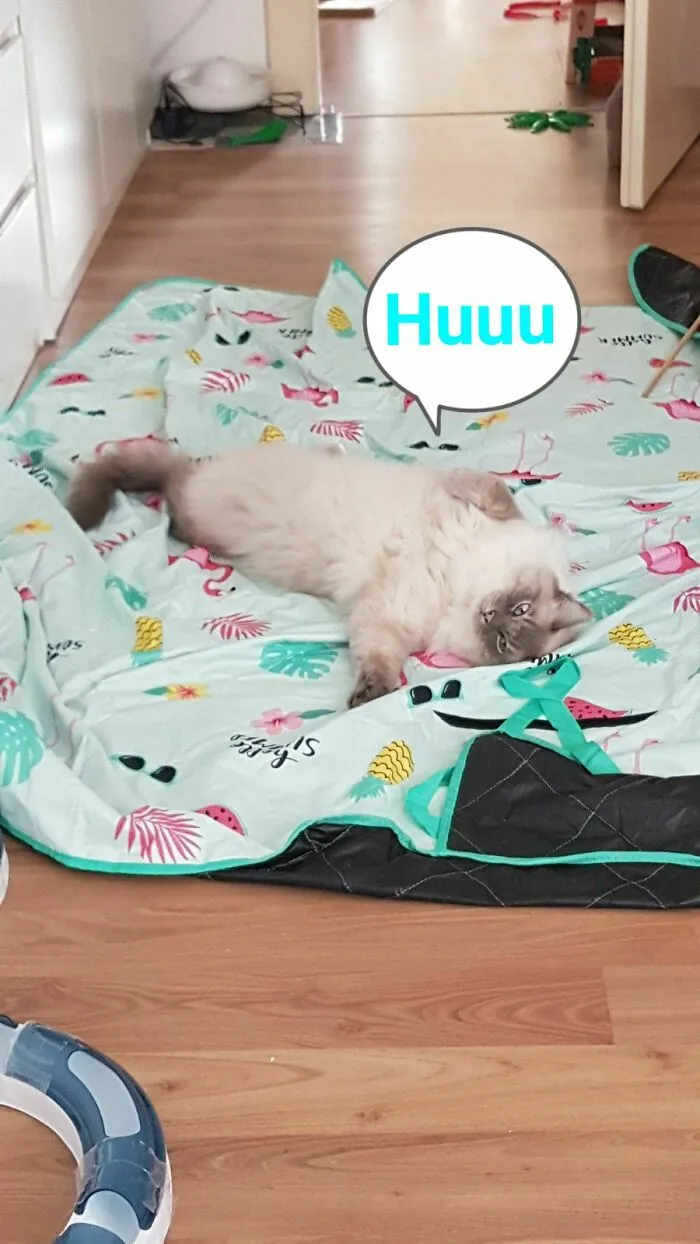 Im A Cat Ghost!!