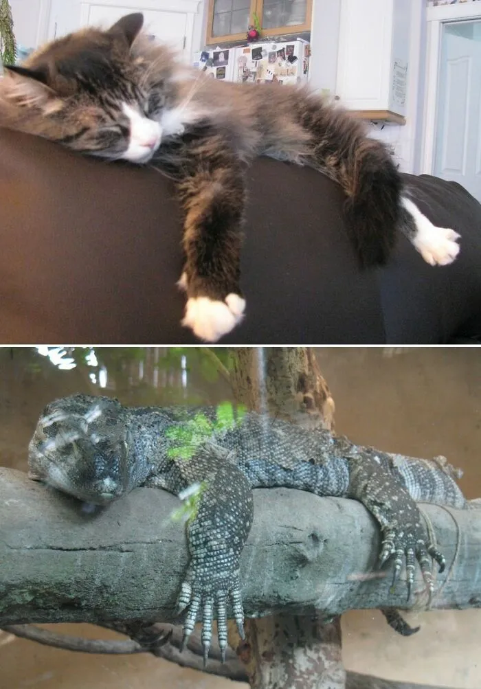 The Lower One Isn't My Pet