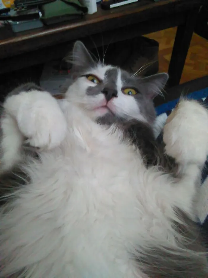 He Used His Back Paws