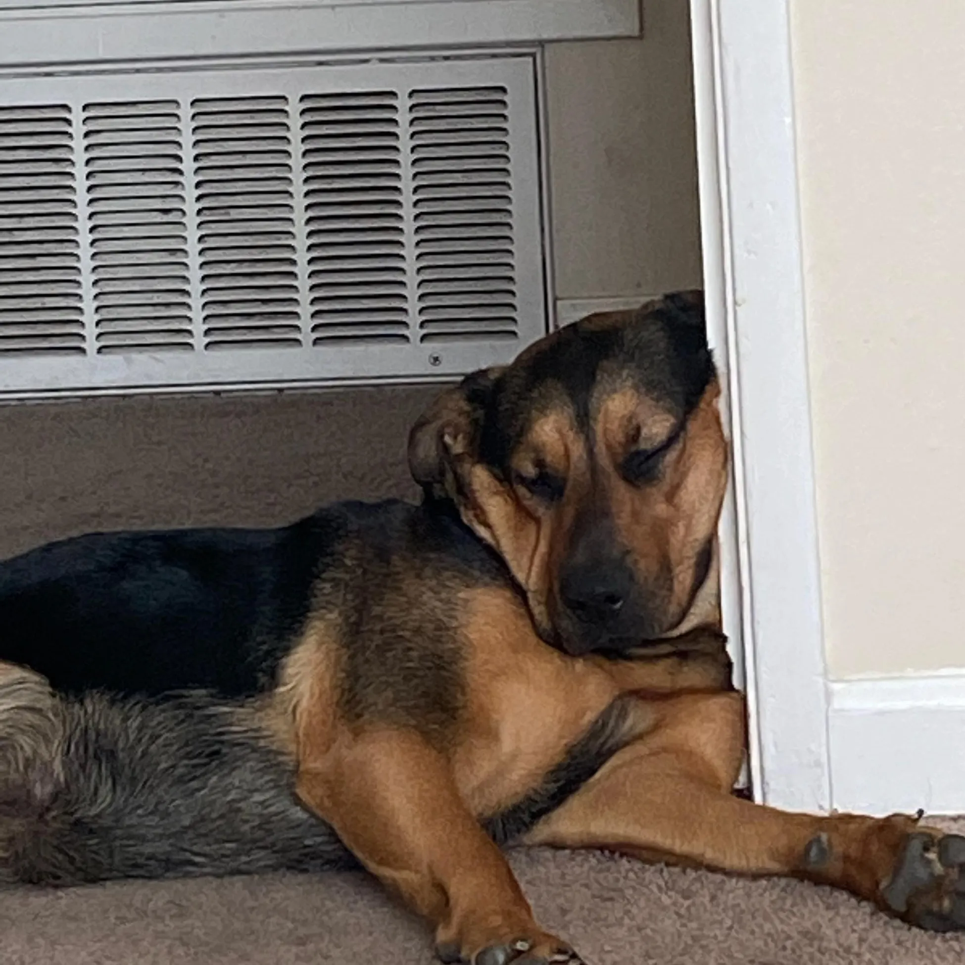 Lola The Lover