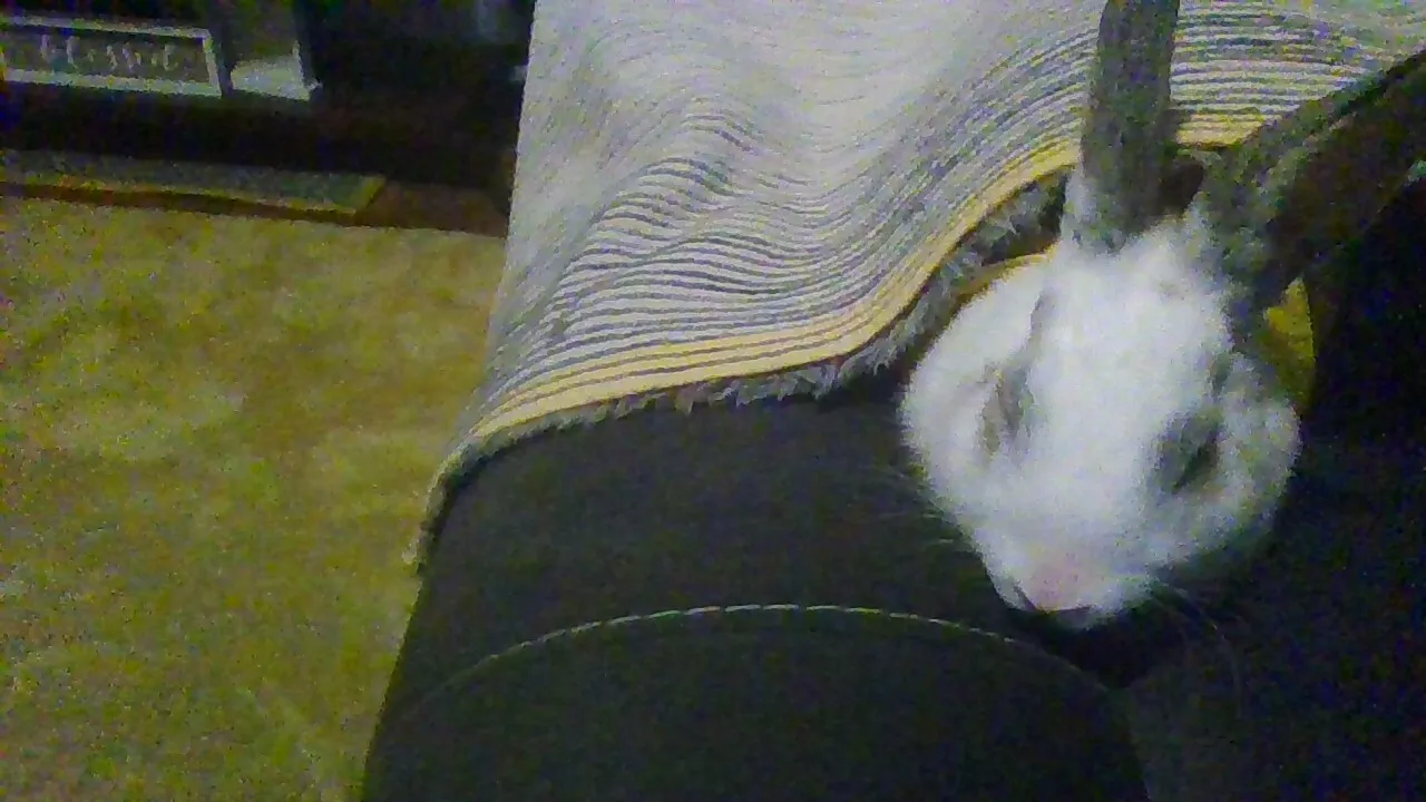 My Rabbit Photos!