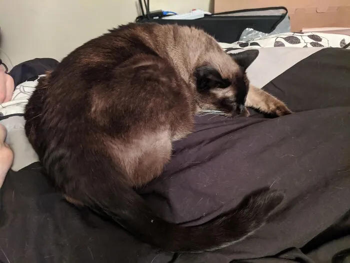 My Pretty Kitty