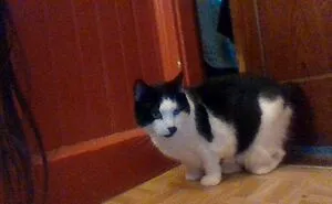 My New Cat