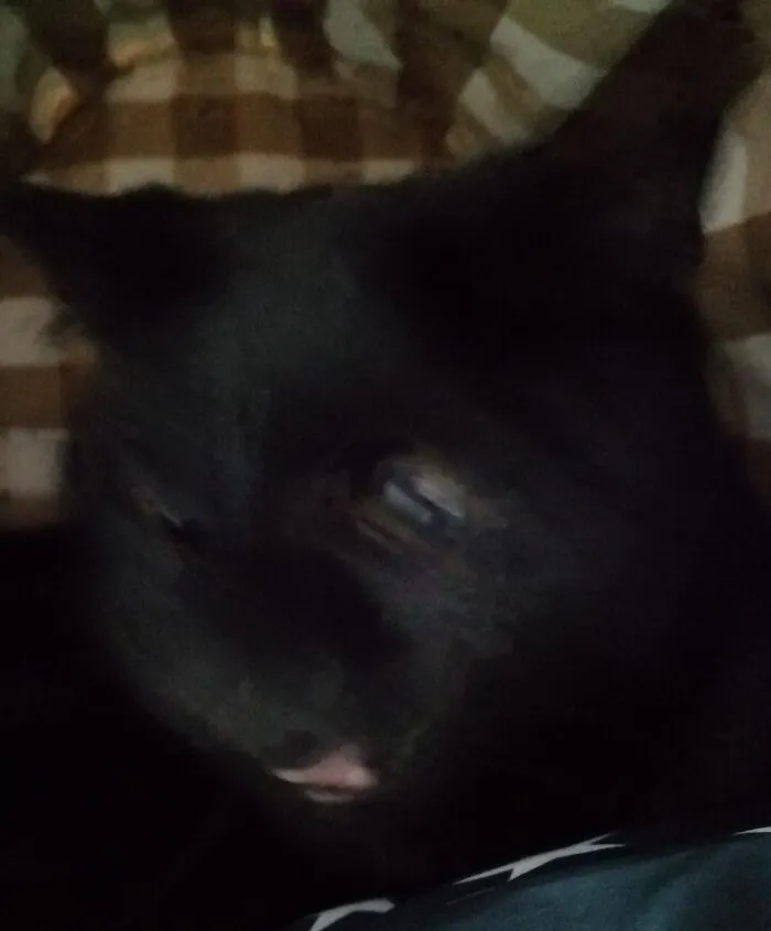 It's My Cat. You're Welcome.