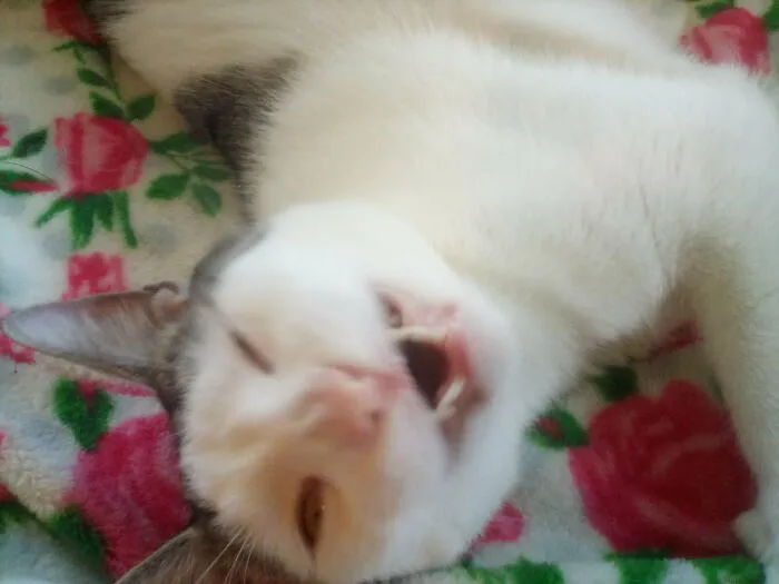 This Is Beans