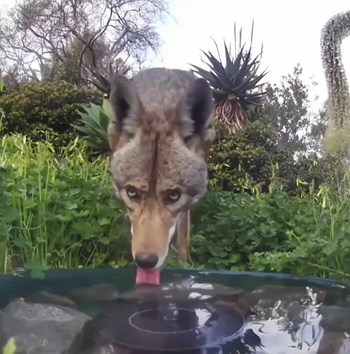 Esta mujer puso una fuente de agua con una cámara en su jardín, y aquí tienes 30 fotos de quienes la visitan regularmente
