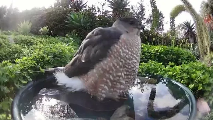 Esta mujer puso una fuente de agua con una cámara en su jardín, y aquí tienes 30 fotos de quienes la visitan regularmente
