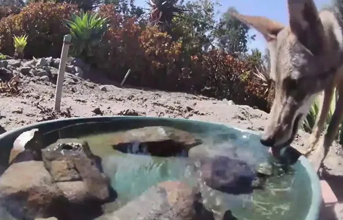 Woman Put A Water Fountain With A Camera In Her Yard, Here Are 30 Photos Of Regular Visitors
