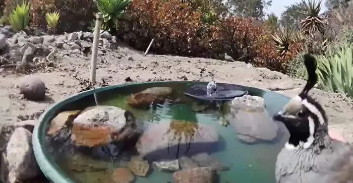 Woman Put A Water Fountain With A Camera In Her Yard, Here Are 30 Photos Of Regular Visitors