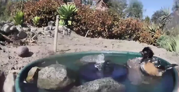 Woman Put A Water Fountain With A Camera In Her Yard, Here Are 30 Photos Of Regular Visitors