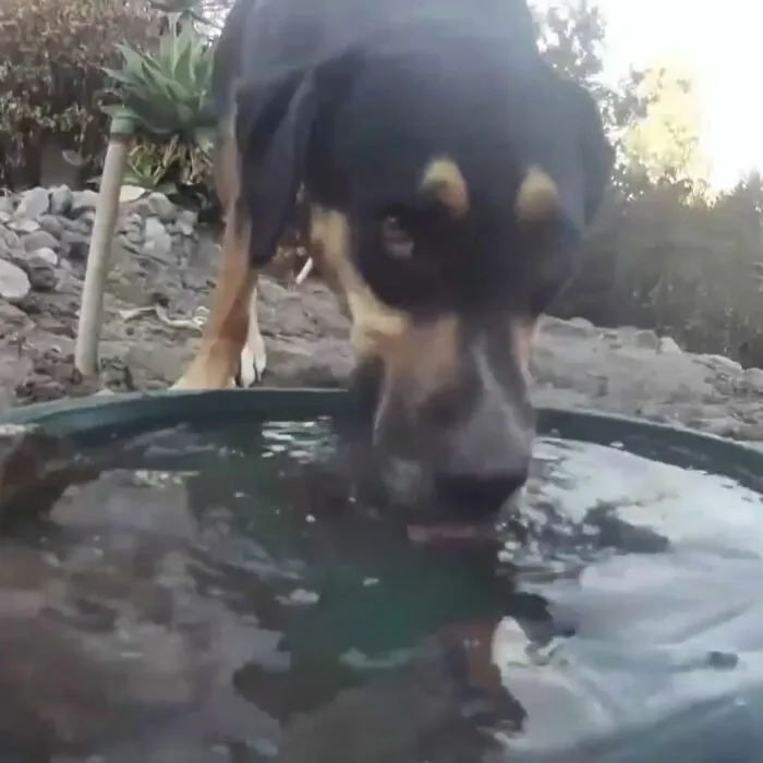 Esta mujer puso una fuente de agua con una cámara en su jardín, y aquí tienes 30 fotos de quienes la visitan regularmente