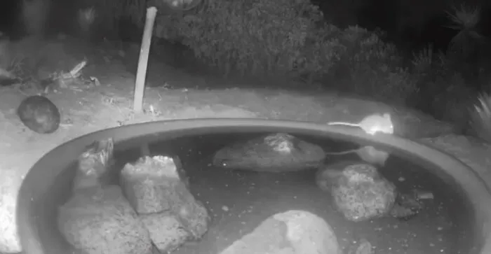 Esta mujer puso una fuente de agua con una cámara en su jardín, y aquí tienes 30 fotos de quienes la visitan regularmente
