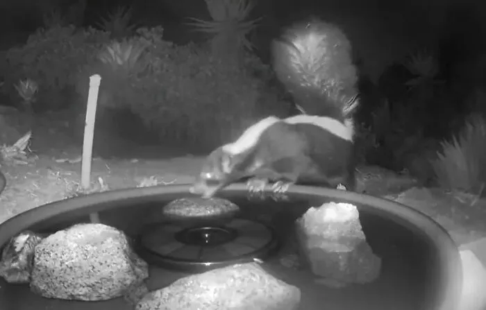 Esta mujer puso una fuente de agua con una cámara en su jardín, y aquí tienes 30 fotos de quienes la visitan regularmente