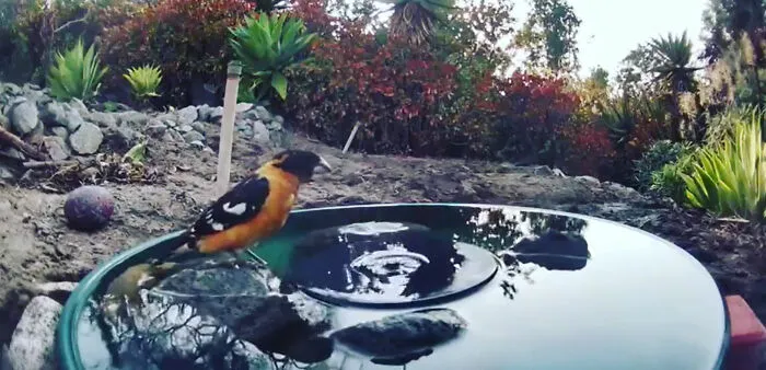 Esta mujer puso una fuente de agua con una cámara en su jardín, y aquí tienes 30 fotos de quienes la visitan regularmente