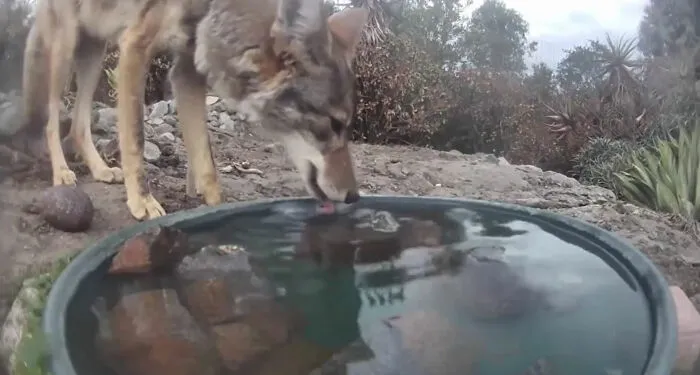 Esta mujer puso una fuente de agua con una cámara en su jardín, y aquí tienes 30 fotos de quienes la visitan regularmente