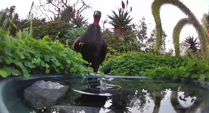 Esta mujer puso una fuente de agua con una cámara en su jardín, y aquí tienes 30 fotos de quienes la visitan regularmente