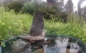 Woman Put A Water Fountain With A Camera In Her Yard, Here Are 30 Photos Of Regular Visitors