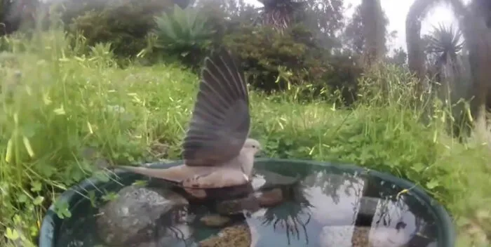 Esta mujer puso una fuente de agua con una cámara en su jardín, y aquí tienes 30 fotos de quienes la visitan regularmente