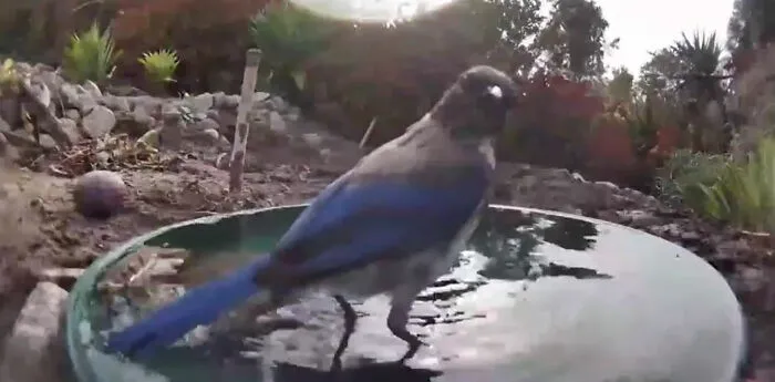 Woman Put A Water Fountain With A Camera In Her Yard, Here Are 30 Photos Of Regular Visitors