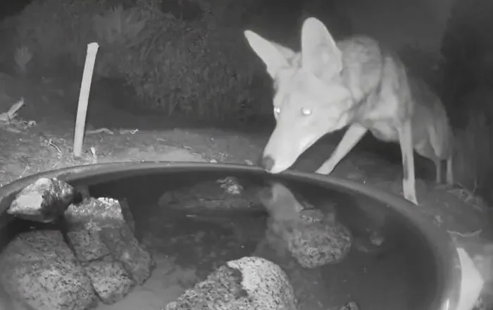 Woman Put A Water Fountain With A Camera In Her Yard, Here Are 30 Photos Of Regular Visitors