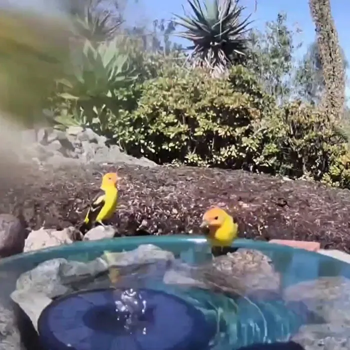 Esta mujer puso una fuente de agua con una cámara en su jardín, y aquí tienes 30 fotos de quienes la visitan regularmente