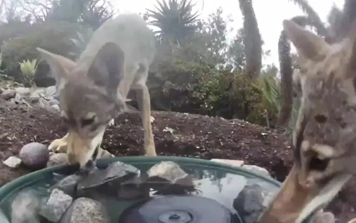 Esta mujer puso una fuente de agua con una cámara en su jardín, y aquí tienes 30 fotos de quienes la visitan regularmente
