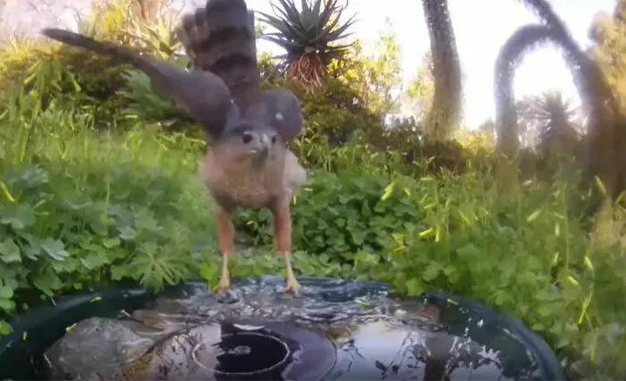 Esta mujer puso una fuente de agua con una cámara en su jardín, y aquí tienes 30 fotos de quienes la visitan regularmente