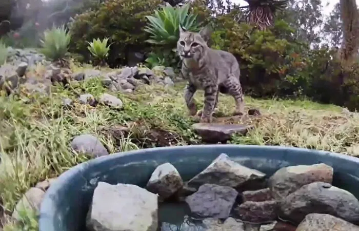 Esta mujer puso una fuente de agua con una cámara en su jardín, y aquí tienes 30 fotos de quienes la visitan regularmente