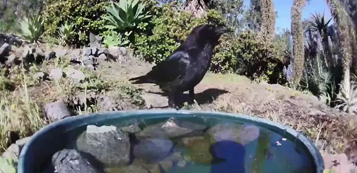 Woman Put A Water Fountain With A Camera In Her Yard, Here Are 30 Photos Of Regular Visitors